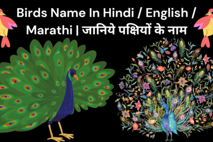 Birds Name In Hindi / English / Marathi | जानिये पक्षियों के नाम